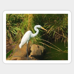 Great White Egret By Water Sticker